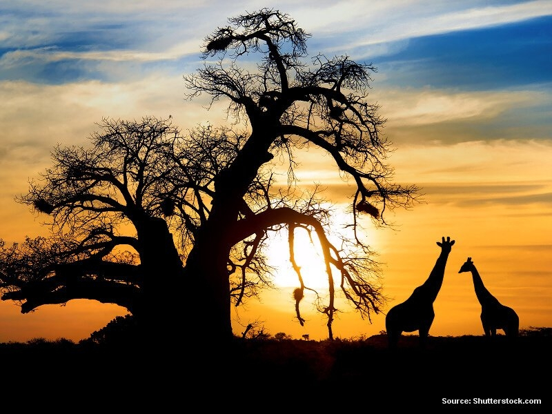 Žirafy (Afrika)
