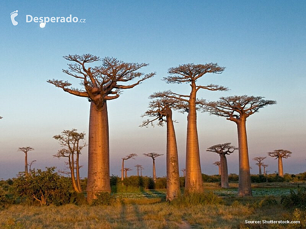 Baobab (Madagaskar)