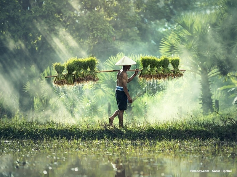 Rolník na rýžovém poli (Kambodža)
