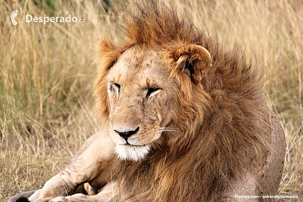 Lev v národním parku v Keni