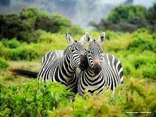Zebry v národním parku v Keni