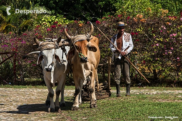 Zemědělec (Kuba)