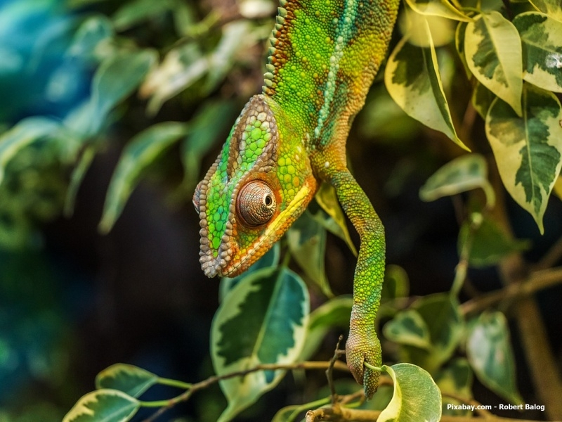 Chameleon (Madagaskar)