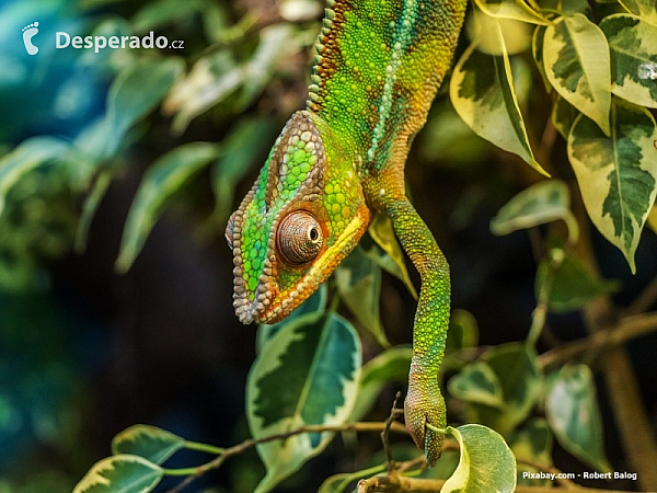 Chameleon (Madagaskar)