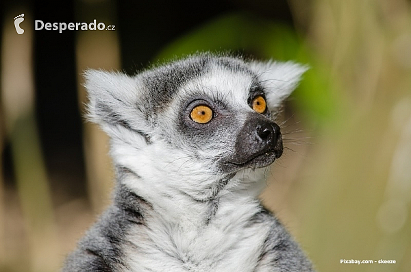 Lemur (Madagaskar)