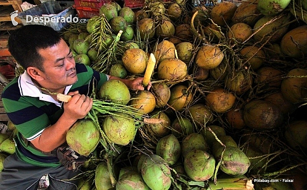 Kokosové ořechy na tržišti (Malajsie)