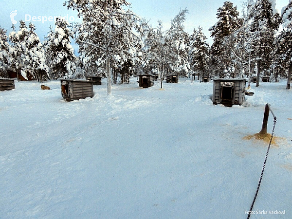 Psí spřežení v Laponsku (Finsko)