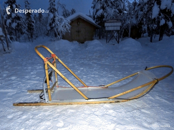 Psí spřežení v Laponsku (Finsko)