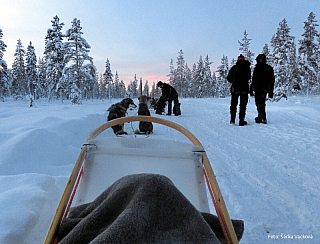 Psí spřežení v Laponsku (Finsko)
