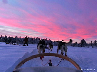 Psí spřežení v Laponsku (Finsko)
