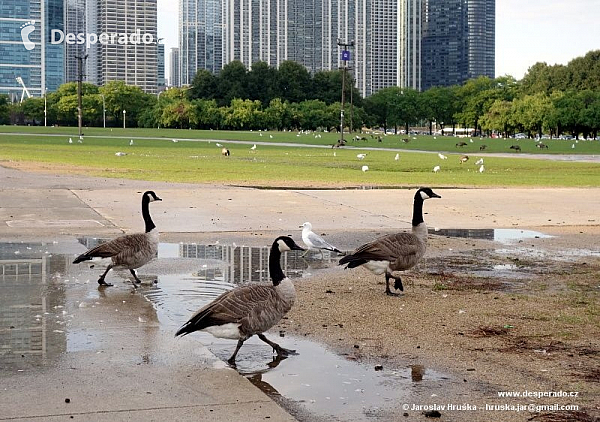 Chicago (Illinois - USA)