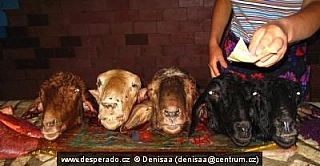 Jehněčí hlavy na tržišti (Kyrgyzstán) 