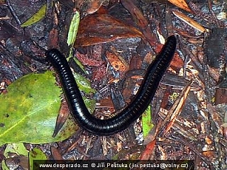 Stonožka cestou na Blueduiker (Jihoafrická republika)