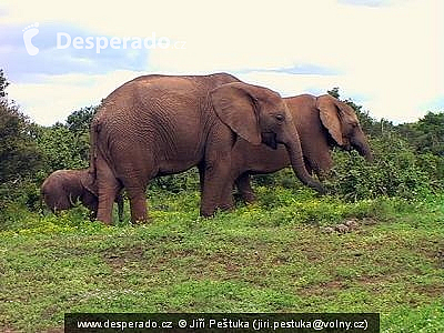 Národní park Addo Elephant (Jihoafrická republika)