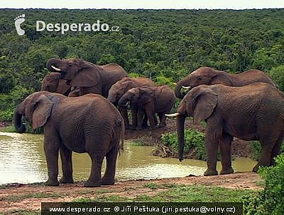 Národní park Addo Elephant (Jihoafrická republika)