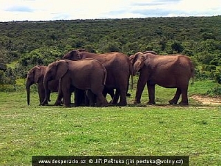 Národní park Addo Elephant (Jihoafrická republika)