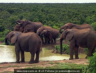 Národní park Addo Elephant (Jihoafrická republika)