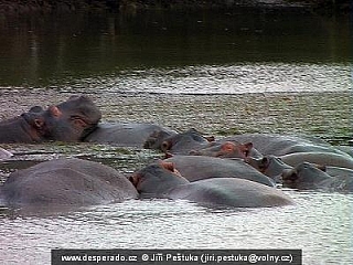 Hroši v Saint Lucia (Jihoafrická republika)