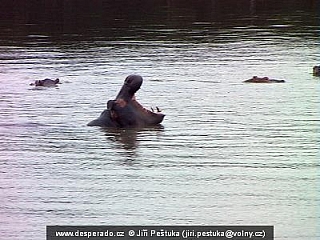 Hroch v Saint Lucia (Jihoafrická republika)