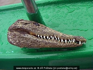 Hlava krokodýla v Saint Lucia (Jihoafrická republika)