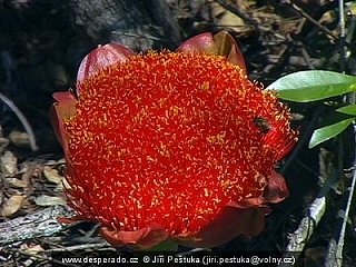 Botanická zahrada Nelspruit (Mosambik)