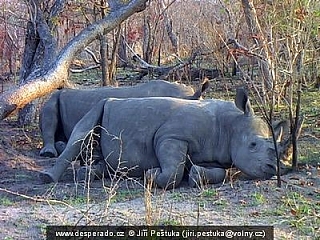 Nosorožci v Krugerově národním parku (Jihoafrická republika)