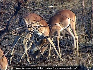 Antilopy v Krugerově národním parku (Jihoafrická republika)