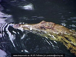 Viktoriiny vodopády (Zimbabwe)