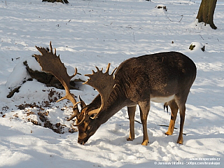 Daněk v zámecké oboře Konopiště (Česká republika)