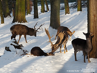 Zvěř v zámecké oboře Konopiště (Česká republika)