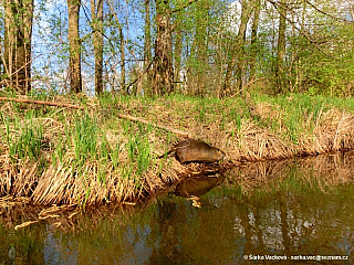 Sprévský les (Německo)