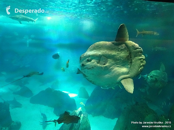 Oceanarium v Lisabonu (Portugalsko)
