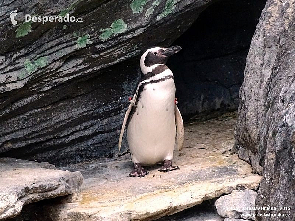Oceanarium v Lisabonu (Portugalsko)