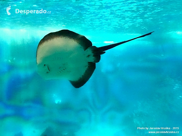 Oceanarium v Lisabonu (Portugalsko)