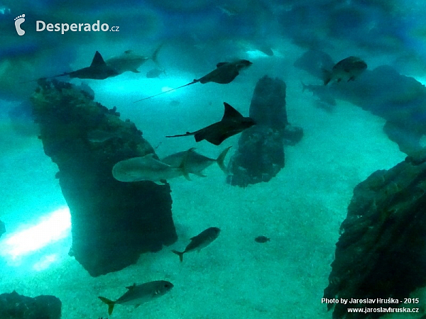 Oceanarium v Lisabonu (Portugalsko)