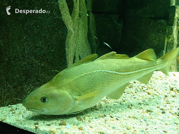 Oceanarium v Lisabonu (Portugalsko)