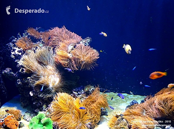 Oceanarium v Lisabonu (Portugalsko)