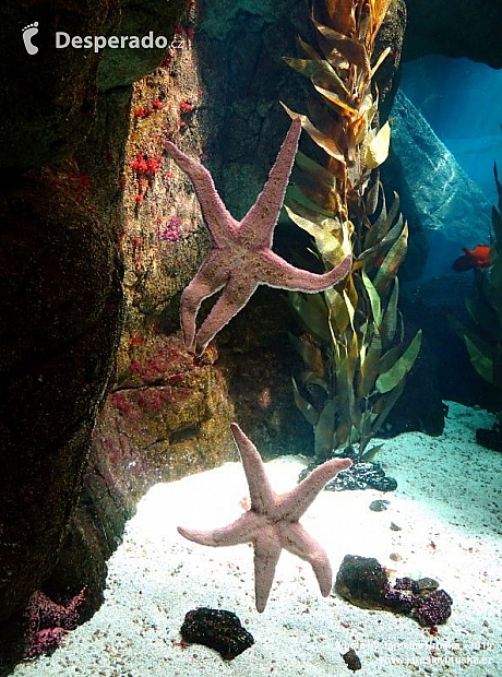 Oceanarium v Lisabonu (Portugalsko)