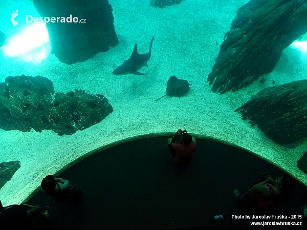 Oceanarium v Lisabonu (Portugalsko)
