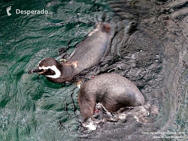 Oceanarium v Lisabonu (Portugalsko)