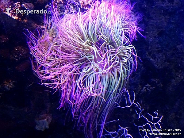 Oceanarium v Lisabonu (Portugalsko)