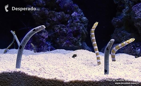 Oceanarium v Lisabonu (Portugalsko)