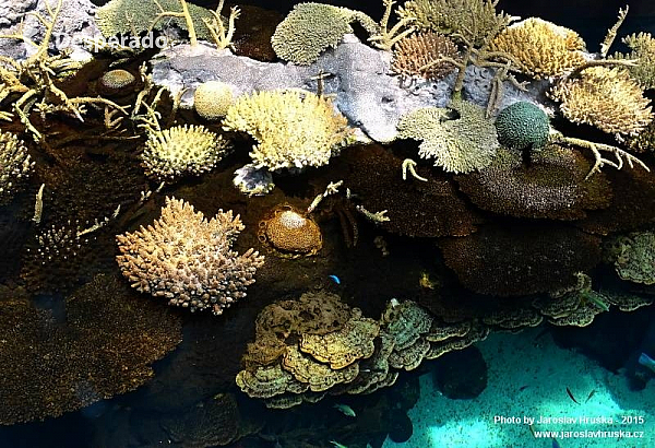 Oceanarium v Lisabonu (Portugalsko)