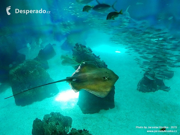 Oceanarium v Lisabonu (Portugalsko)