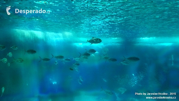 Oceanarium v Lisabonu (Portugalsko)
