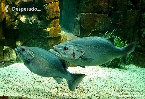 Oceanarium v Lisabonu (Portugalsko)