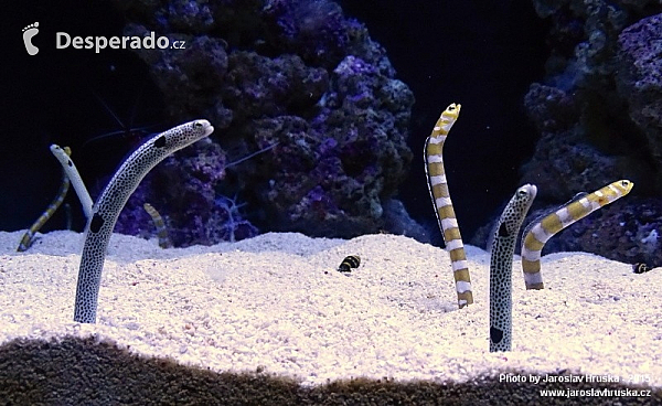Oceanarium v Lisabonu (Portugalsko)