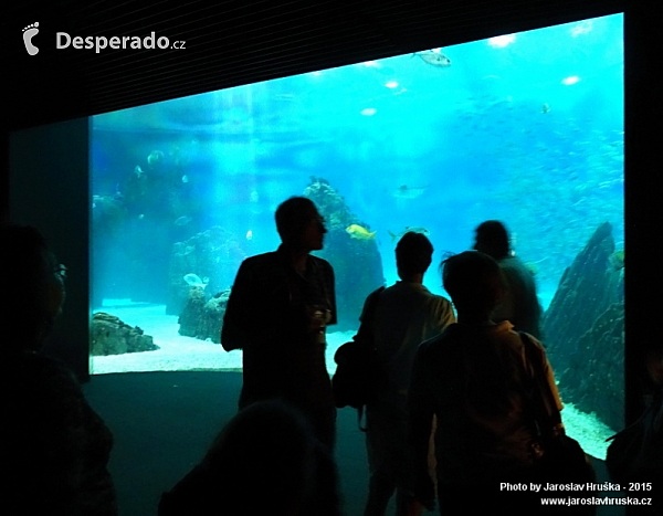 Oceanarium v Lisabonu (Portugalsko)
