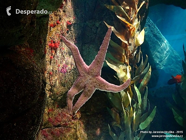 Oceanarium v Lisabonu (Portugalsko)