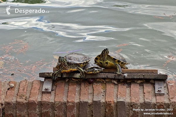 Park Retiro (Parque del Buen Retiro) v Madridu (Španělsko)